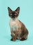 Devon rex cat with blue eyes not looking into the camera on a mint blue background