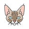 devon rex cat cute pet color icon vector illustration
