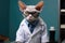 Devon Rex Cat Dressed As A Doctor On White Background