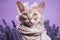 Devon Rex Cat Dressed As A Fairy On Lavender Color Background