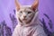 Devon Rex Cat Dressed As A Fairy On Lavender Color Background