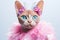 Devon Rex Cat Dressed As A Fairy On White Background