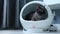 Devon Rex cat inside round-shaped house with thermoregulation