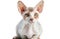 Devon Rex Cat On Isolated Transparent Background, Png. Generative AI