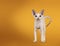 Devon Rex cat kitten on yellow background