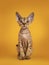 Devon Rex cat kitten on yellow background