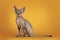 Devon Rex cat kitten on yellow background