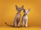 Devon Rex cat kitten on yellow background