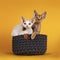 Devon Rex cat kitten on yellow background