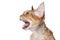 Devon rex cat meowing portrait