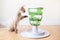 Devon Rex cat plays with smart toy Green color food tree - which stimulates instinct by enticing feline to work for the food. Cat