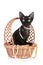 Devon-rex cat portrait in basket with beads