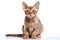 Devon Rex Cat Sitting On A White Background