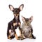 Devon rex cat and toy-terrier puppy sitting togeth