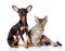 Devon rex cat and toy-terrier puppy together.