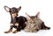 Devon rex cat and toy-terrier puppy together.