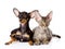 Devon rex cat and toy-terrier puppy together. look