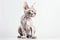 Devon Rex Cat On White Background. Generative AI