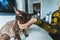 A Devon rex cat with yellow eyes being scratched by a female hand. Blurred background. Pet concept. Medium shot.