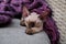 Devon Rex kitten. Devon rex cat sleeping on bed