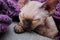 Devon Rex kitten. Devon rex cat sleeping on bed