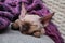 Devon Rex kitten. Devon rex cat sleeping on bed