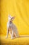 Devon Rex Kitten Kitty. Short-haired Blue-eyed Cat Of English Breed On Yellow Plaid Background. Shorthair Pet Cat