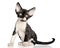 Devon Rex kitten on a white background