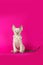 Devon rex on pink background. Beautiful yang cat posing. Cute curly kitten