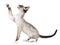 Devon Rex pulls paw upward on a white background