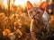 Devon Rex short hair cat breed known for its tall ears and sphynx look