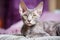 Devon Rex short hair cat breed known for its tall ears and sphynx look