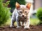Devon Rex short hair cat breed known for its tall ears and sphynx look