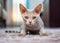 Devon Rex short hair cat breed known for its tall ears and sphynx look