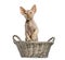 Devon rex in a wicker basket isolated on white