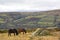 Devon wild horses