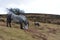 Devon wild horses