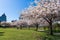 Devonian Harbour Park cherry blossom. Vancouver, BC, Canada.