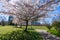 Devonian Harbour Park cherry blossom. Vancouver, BC, Canada.