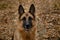 Devoted deep gaze of shepherd dog. Close up portrait of beautiful black and red German Shepherd. Dog walks in park in