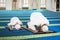 Devout family is prostration in the mosque