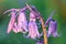 Dew on a bluebell flower