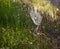 Dew Clings to Spider Web in Tall Grass