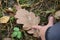 Dew close-up on an oak leaf and child`s hand