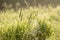 Dew covered cobwebs at dawn in a cool summer morning