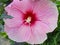 Dew covered Hibiscus bloom