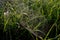 Dew covered spiderweb in meadow early summer morning