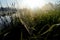 Dew covered spiderweb in meadow early summer morning