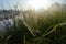 Dew covered spiderweb in meadow early summer morning