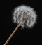 Dew on Dandelion Macro